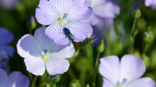 Fleur-de-lin spring Free photos