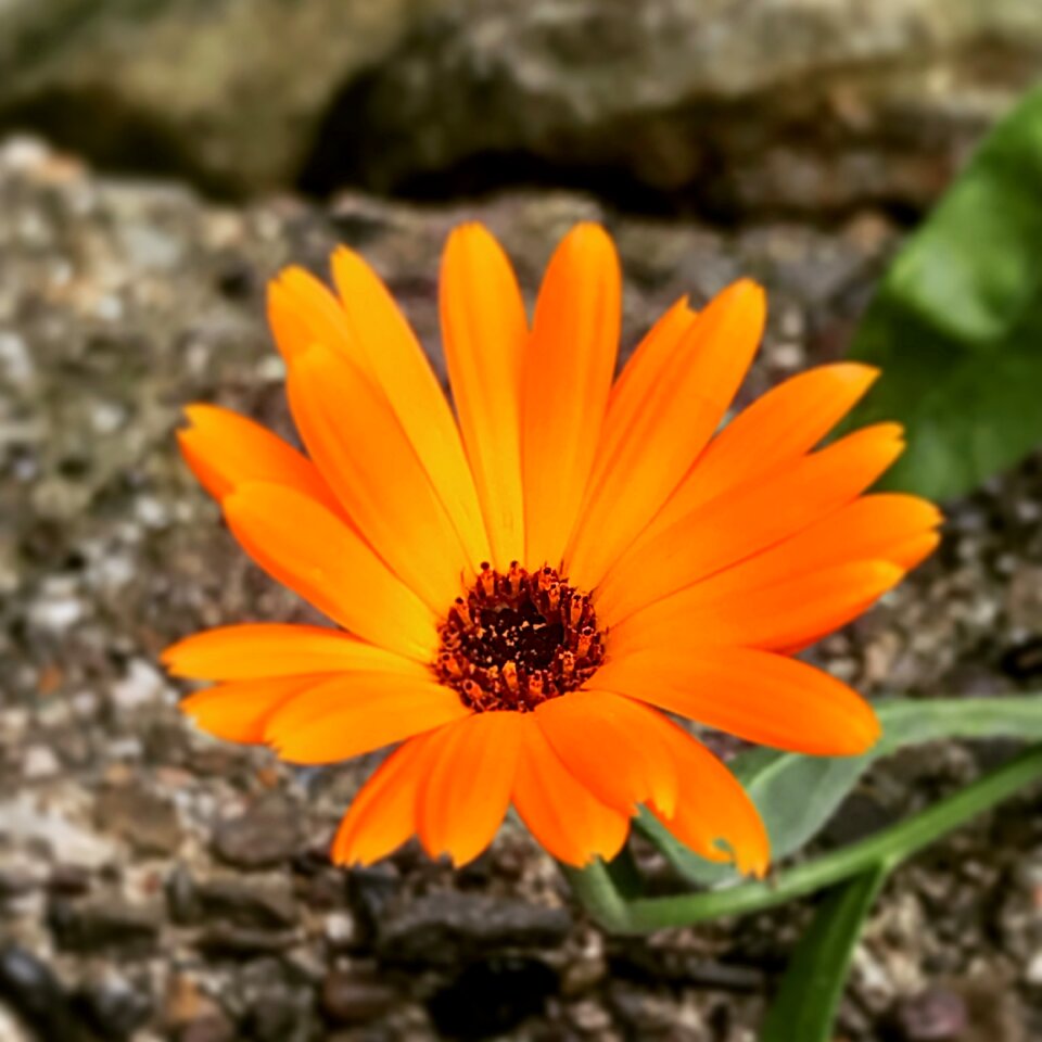 Orange flowers plant spring