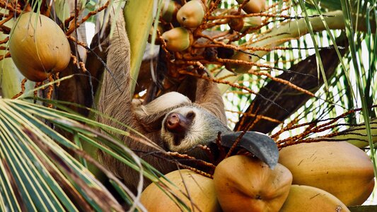 Nature fruit tropical