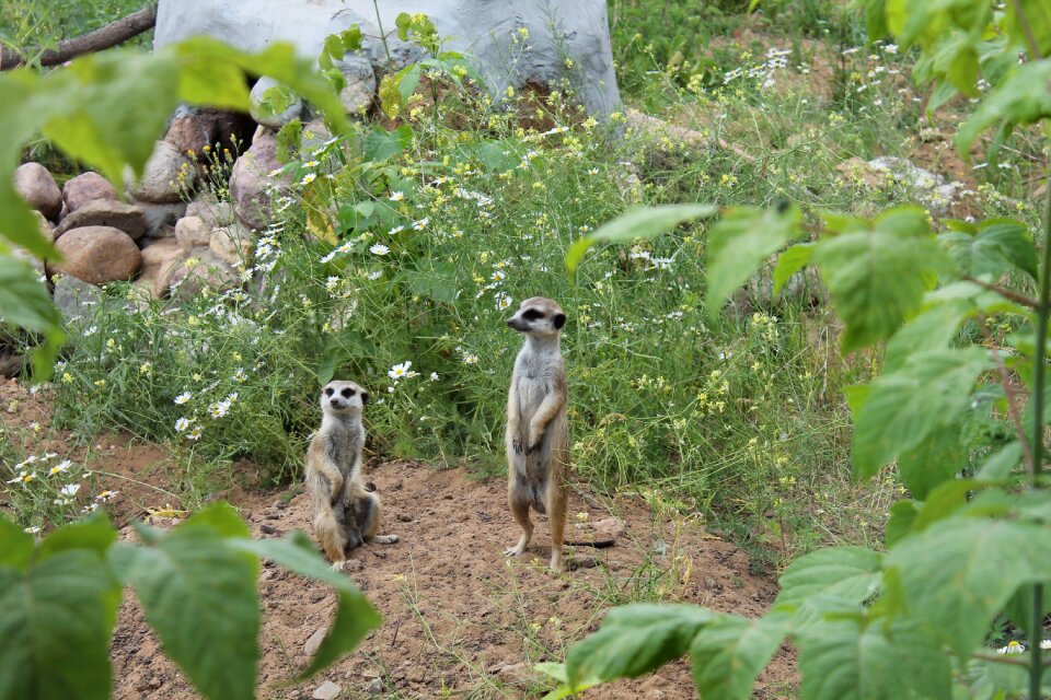 The meerkats zoo moscow zoo