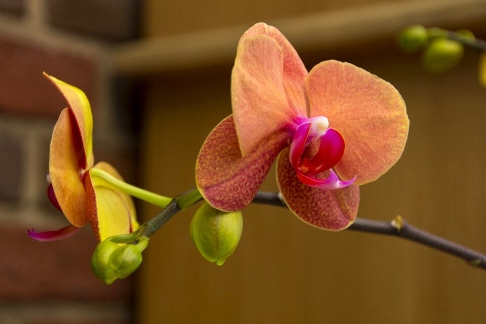 Plant tropical exotic