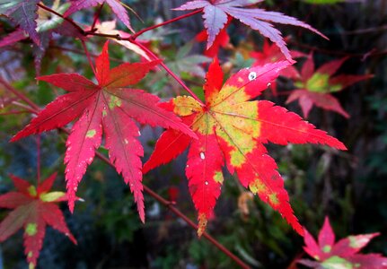 Garden tree nature photo