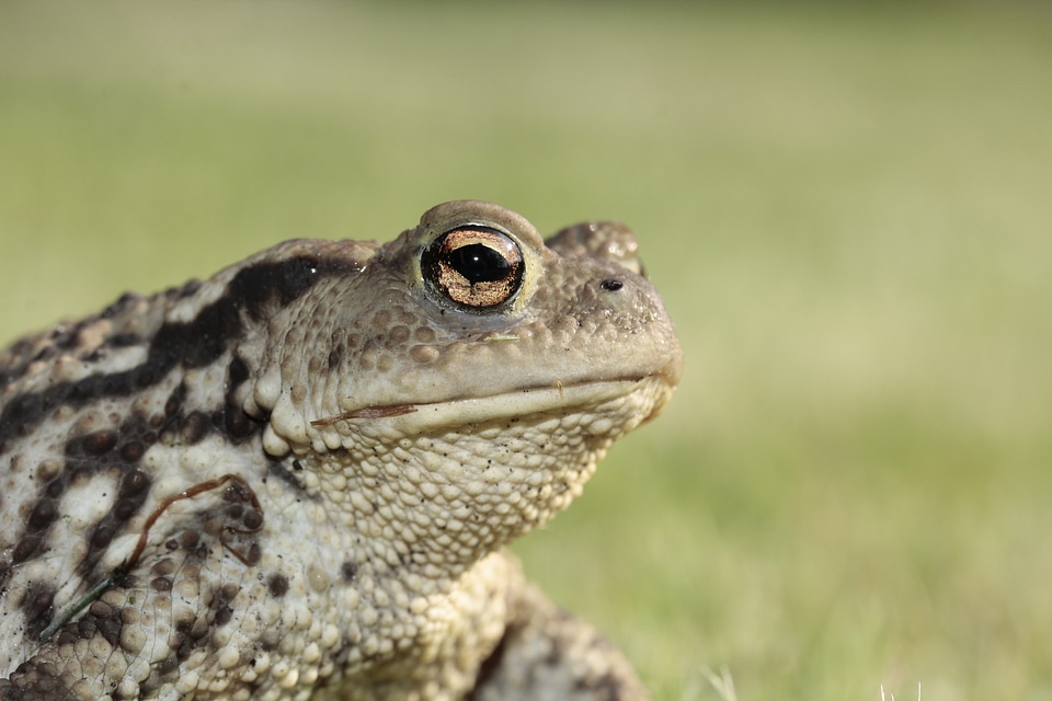 Amphibian head portrait