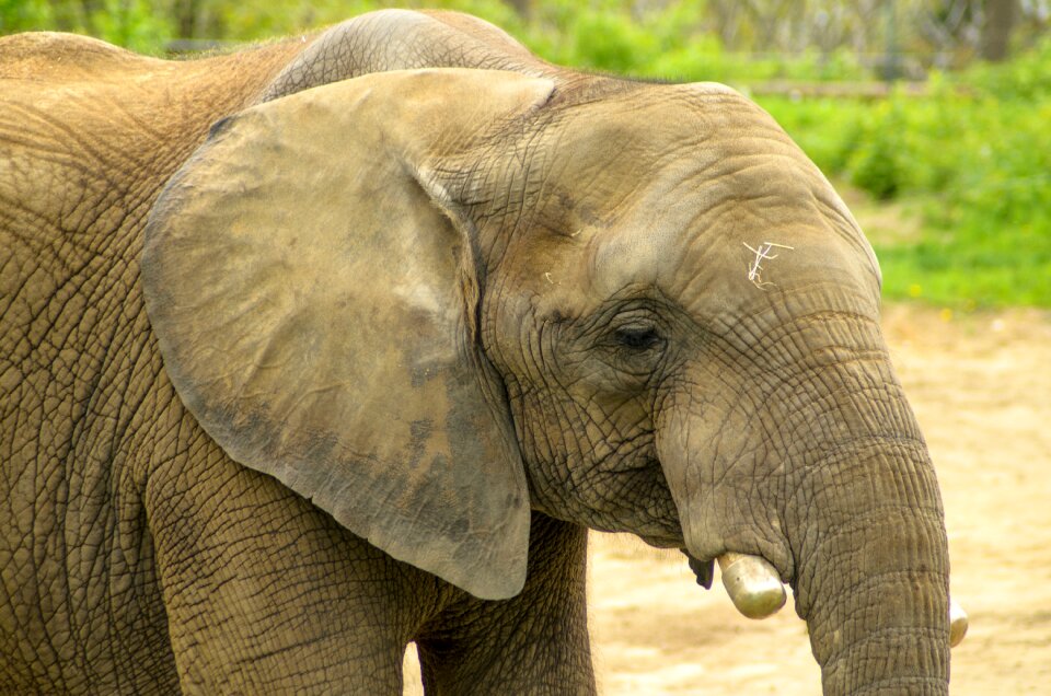 Animal nature ivory