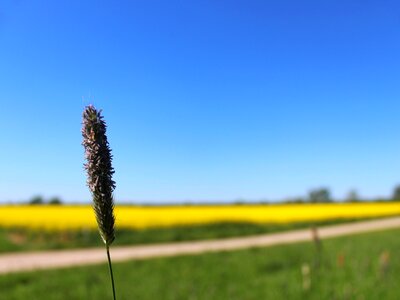 Field of rapeseeds nature sky photo