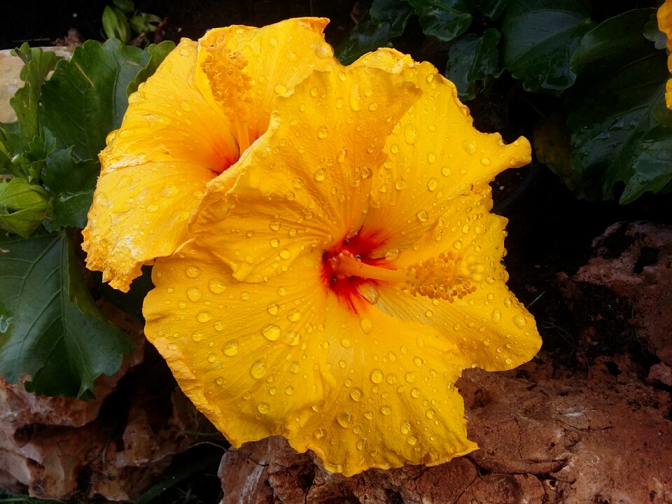 Leaves yellow petal