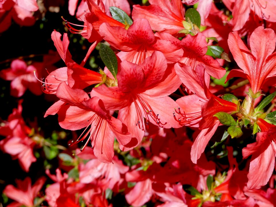 Bright colorful red