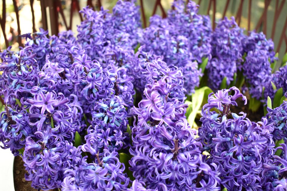 Flower plant nature