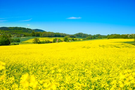 Oilseed rape field of rapeseeds spring