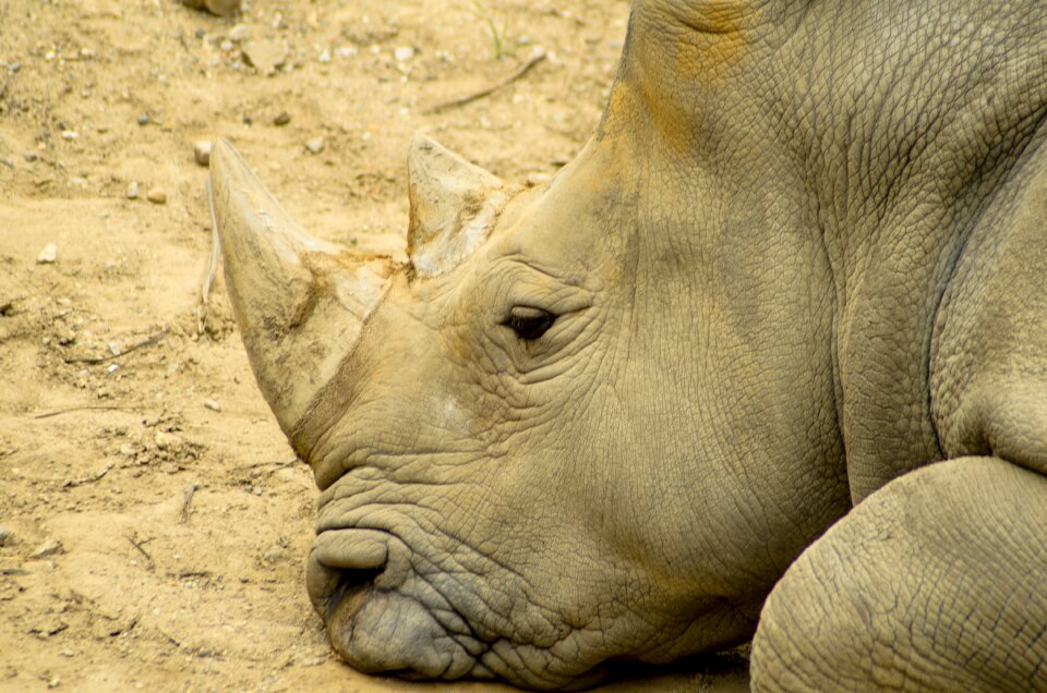 Nature mammal wildlife
