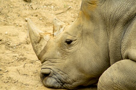 Nature mammal wildlife