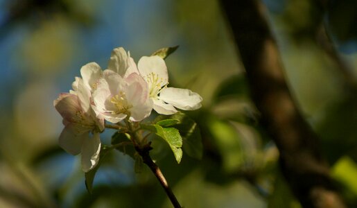 Spring sunny petals photo