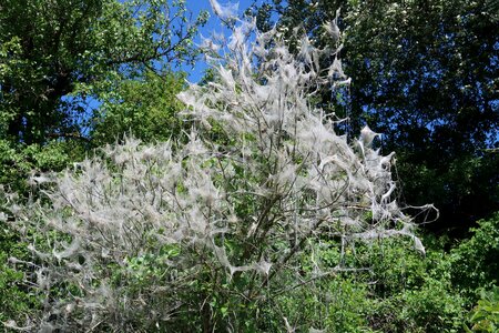 Nature motte tree photo