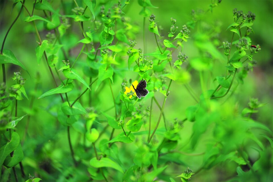 Small flowers small butterfly nature