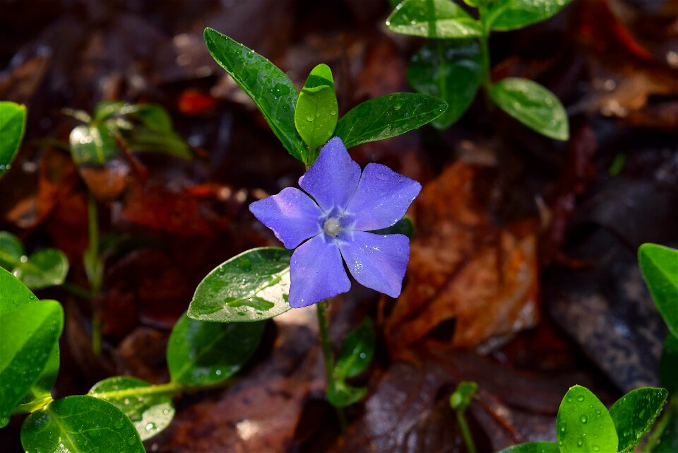Rain purple floral