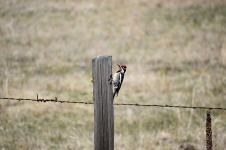 Sapsucker red naped photo