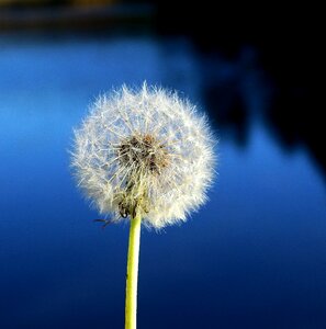 Fluffy nature plant