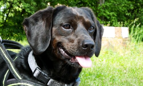 Mammal portrait smiling dog