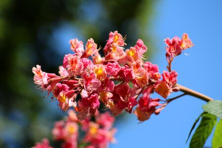 Flower chestnut flowering nature photo
