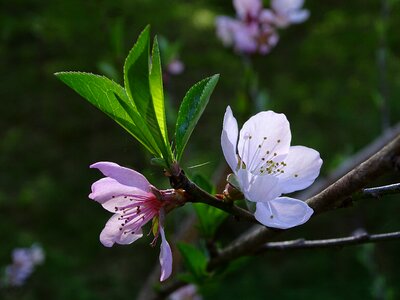 Pink flower flower peaches vernal