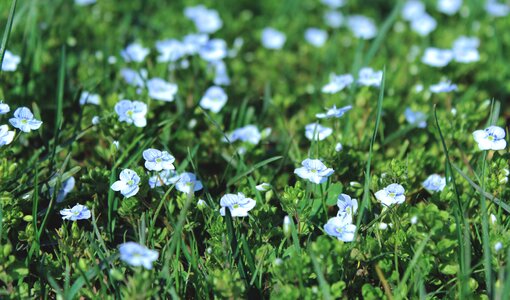 Grass little flowers blue photo