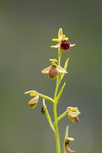 Blossom bloom plant
