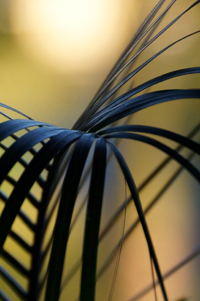 Flora leaf spike