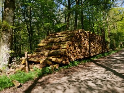 Landscape path trail
