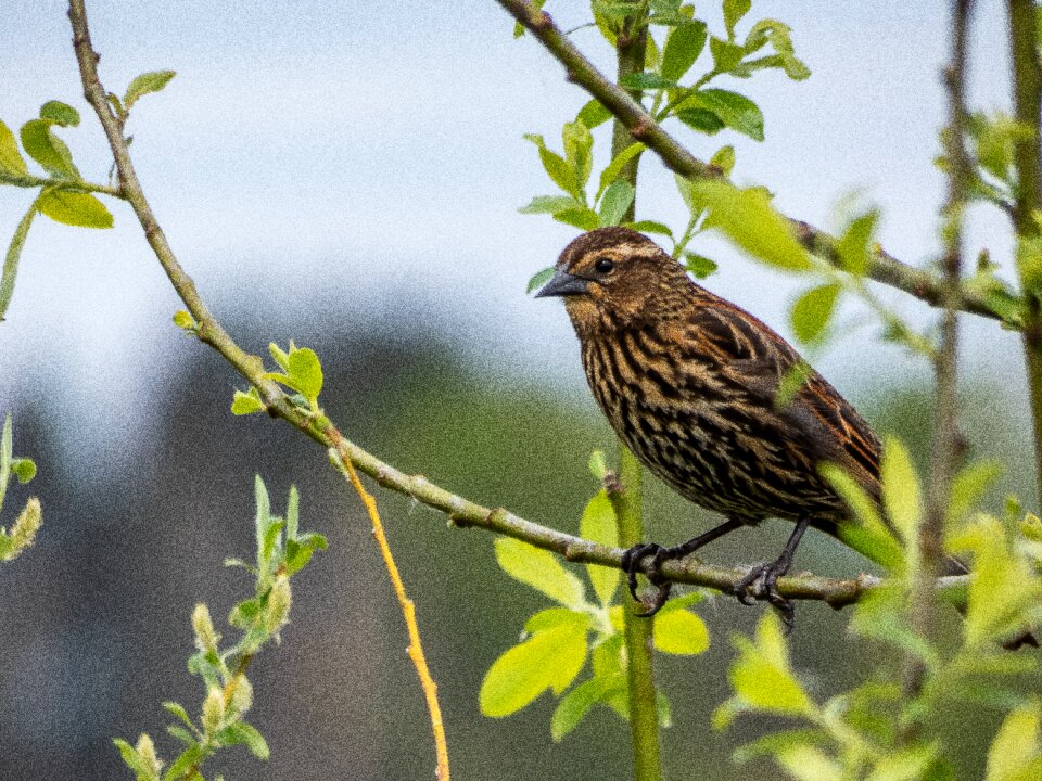 Tree wildlife animal