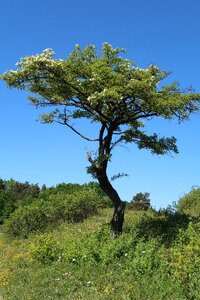 Plant wood sky photo