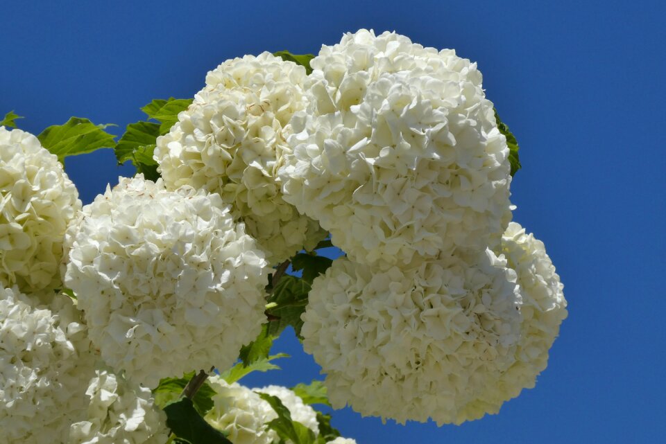 White flowers bloom spring