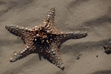Beach invertebrate sea