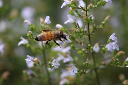 Bee outdoors honeybee photo