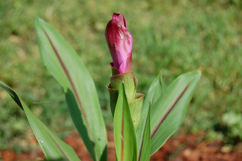 Turmeric flower crops garden
