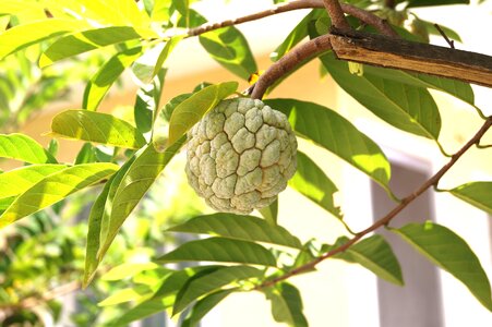 Fruit flora greens