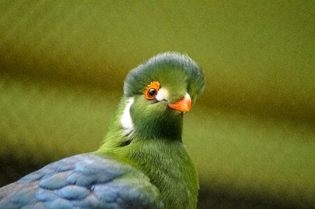 Animal feather beak