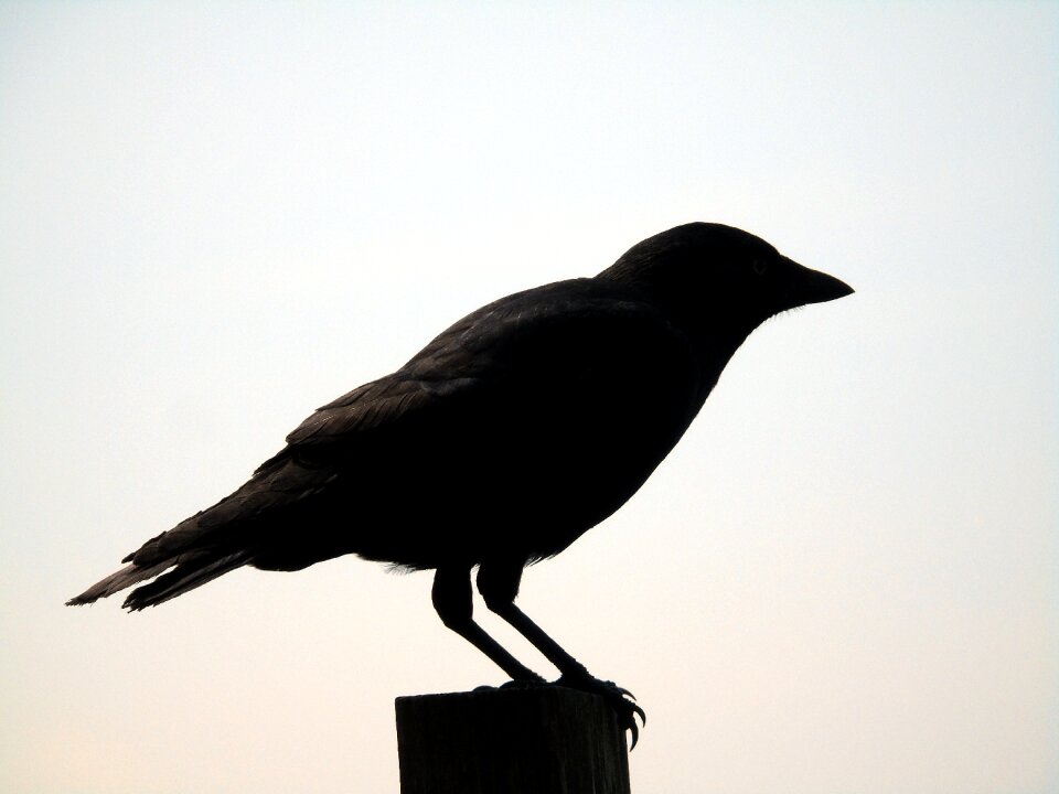Bird nature animal