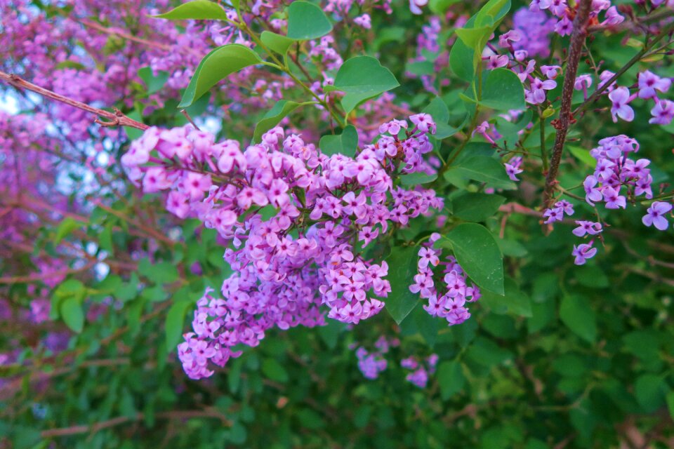 Plant nature garden