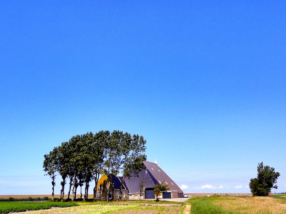 Trees house home