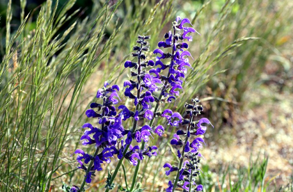 Flowering spring nature photo