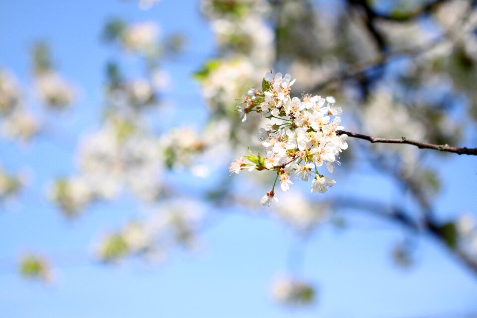 White flower blooms nature