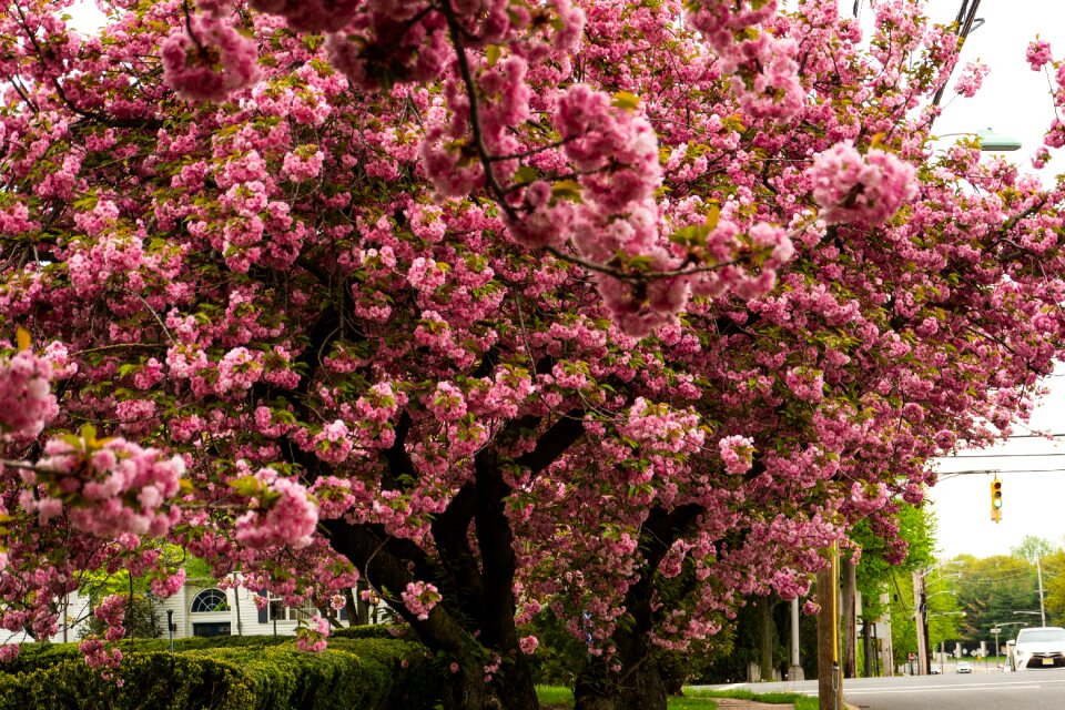 Flower spring