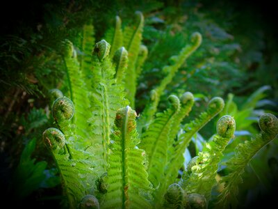 Leaf environment fiddlehead photo