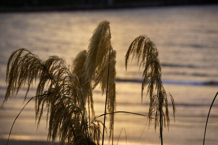 Native fronds soft