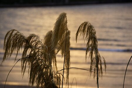 Native fronds soft photo