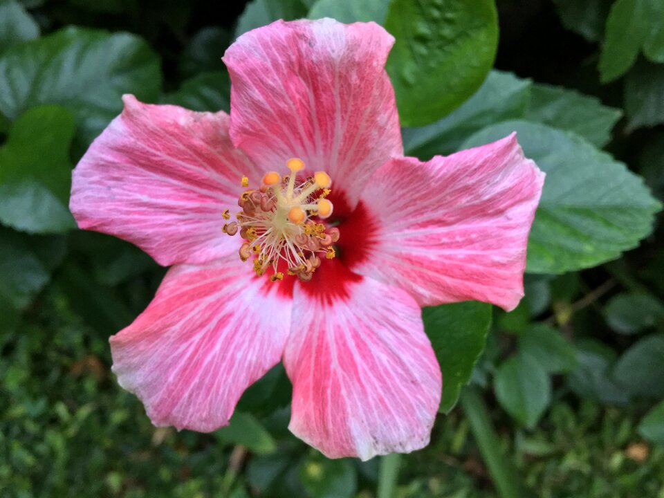 Petals garden pink petals photo