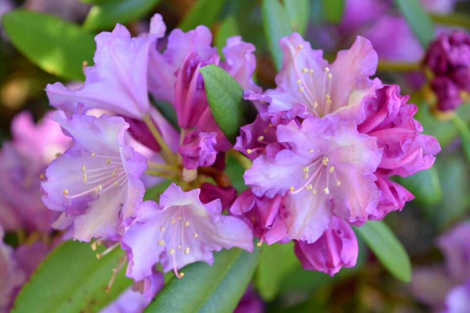 Garden plants petals photo