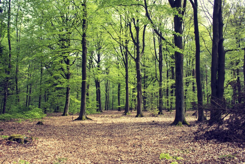 Leaf season beech forest