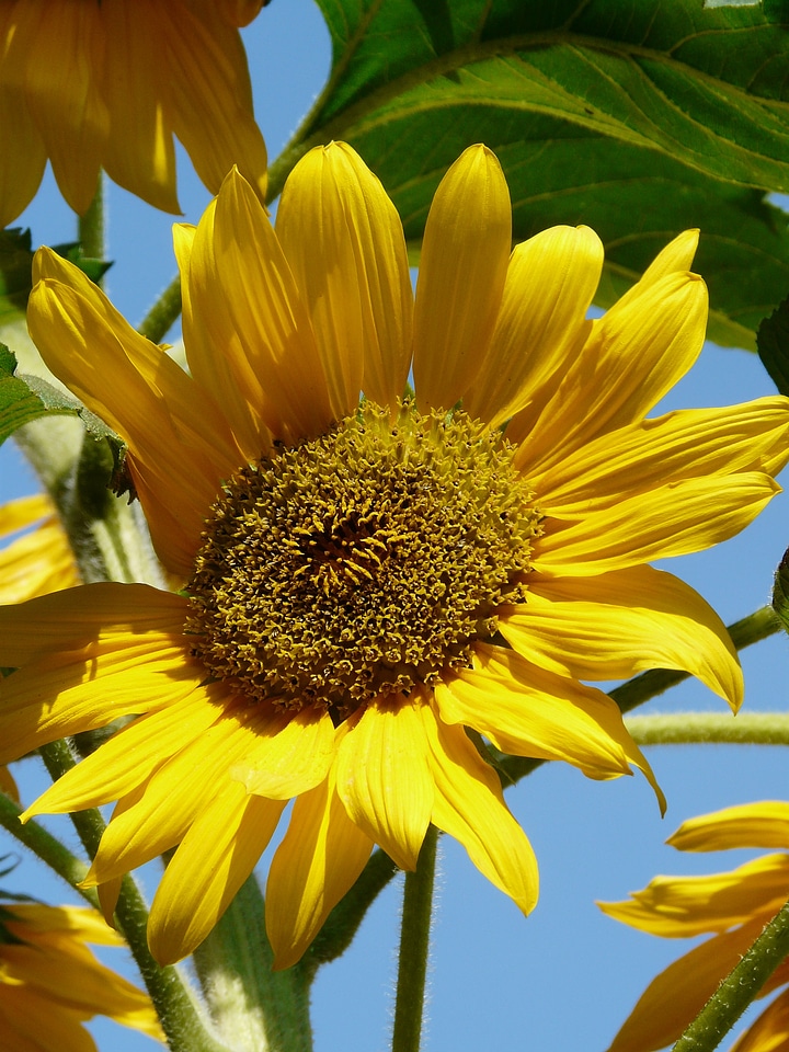 Sunny yellow summer