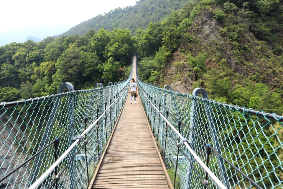 Tree bridge